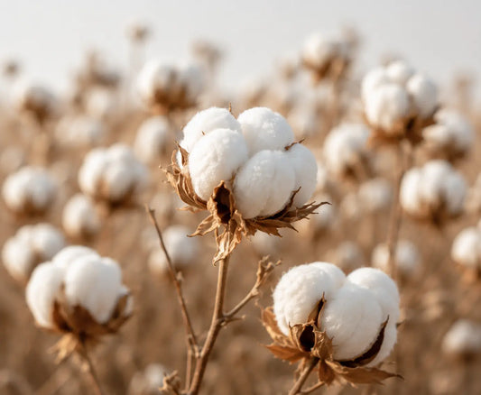 Why We Choose Long-Staple Cotton
